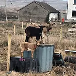 Гостевой дом Connemara View 3*