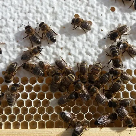 Konukevi Connemara View Camus Eighter